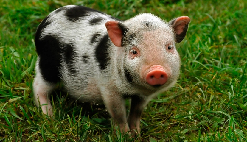 micro teacup piglets