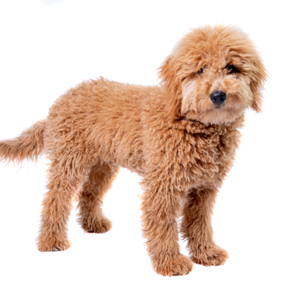 mini goldendoodles for sale near me