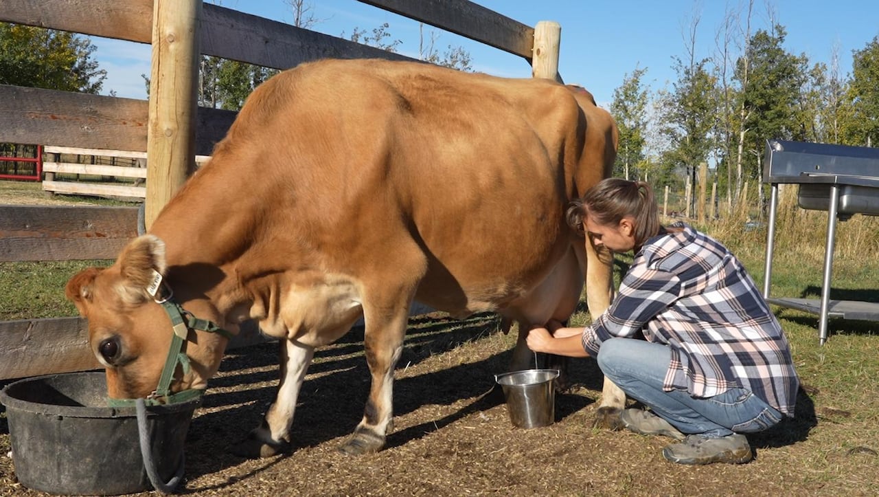 mini jersey cow