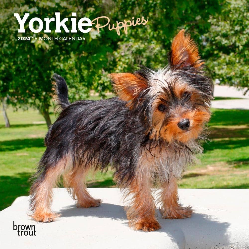 mini yorkshire terrier