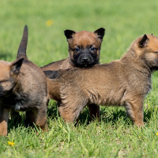 miniature belgian malinois