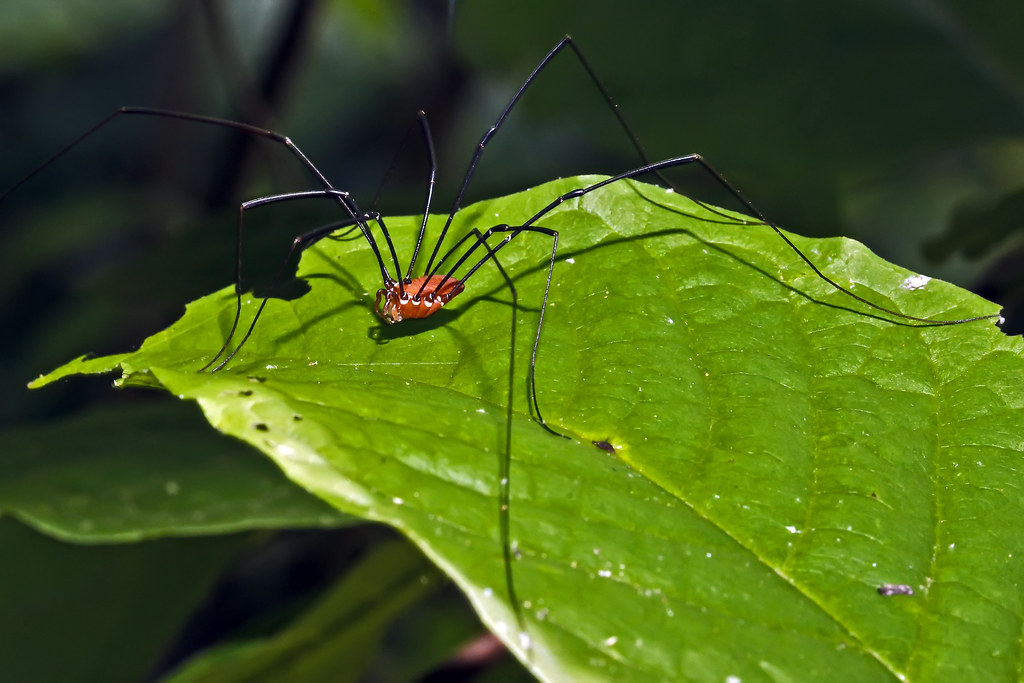 mommy long legs spider