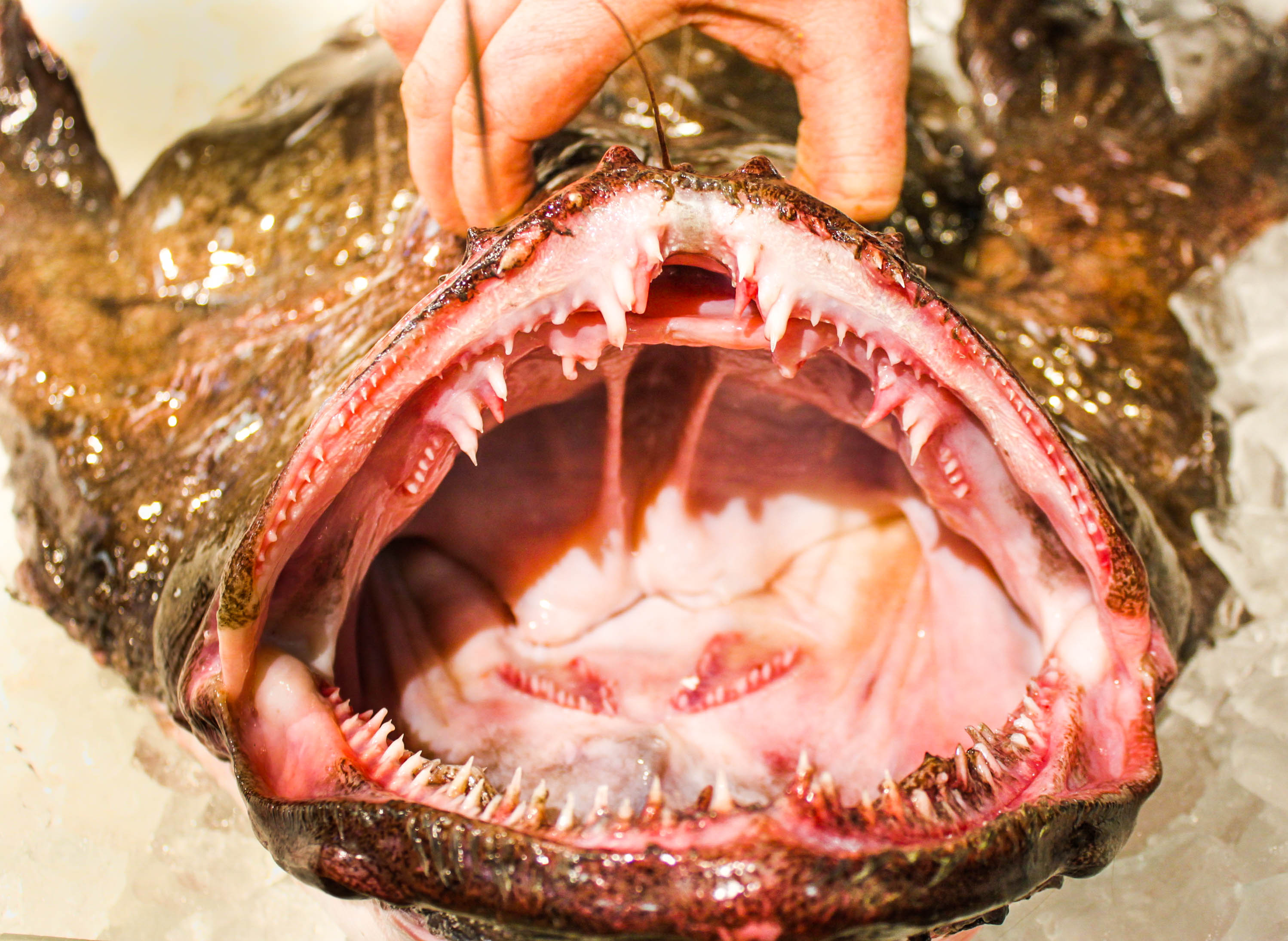 monkfish pics