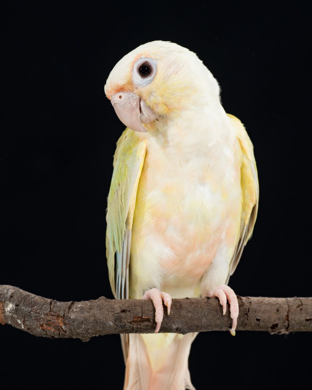 moon cheek conure