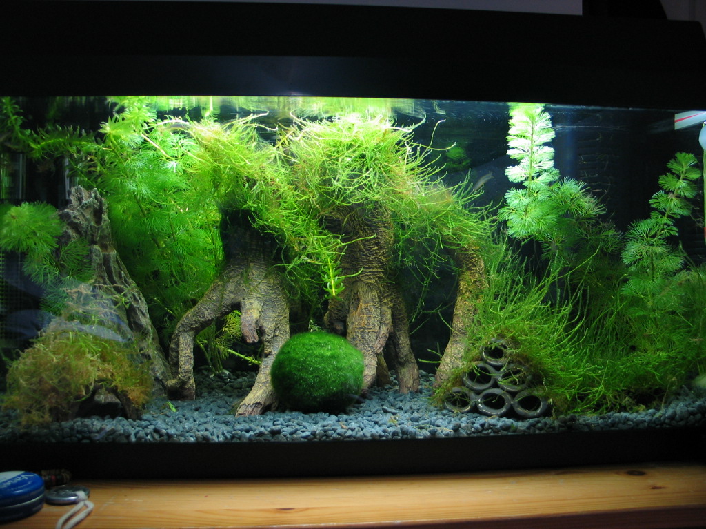 moss aquarium plants