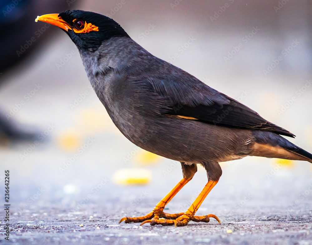 mynah images