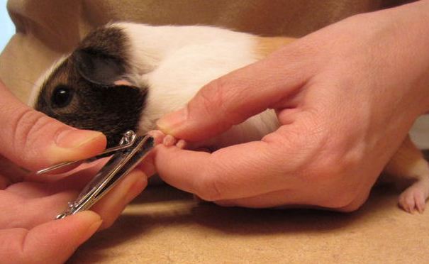 nail clippers for guinea pigs