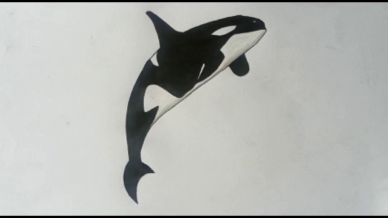 orca whale drawing