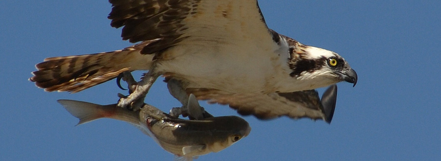 osprey vs seahawk