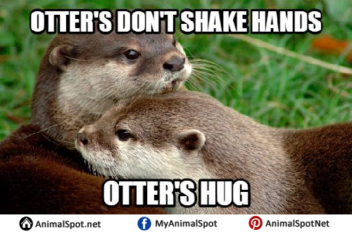 otter memes