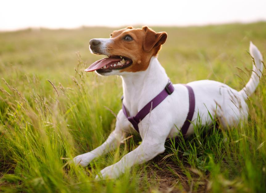 parson jack russell terrier in not