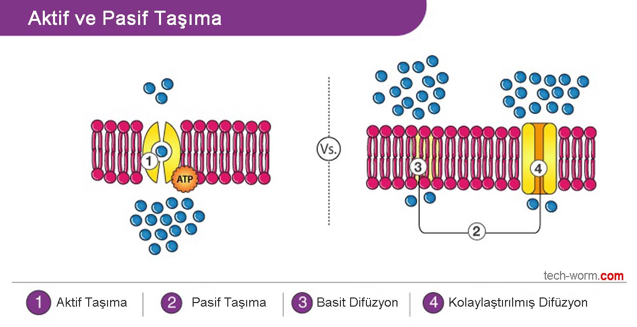 pasif taşıma örnekleri