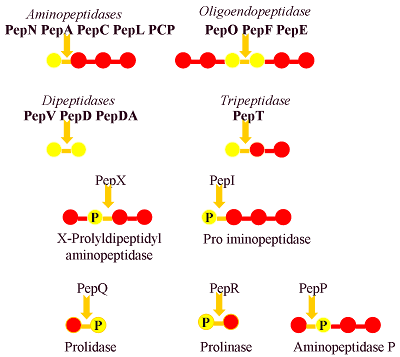 peptidase