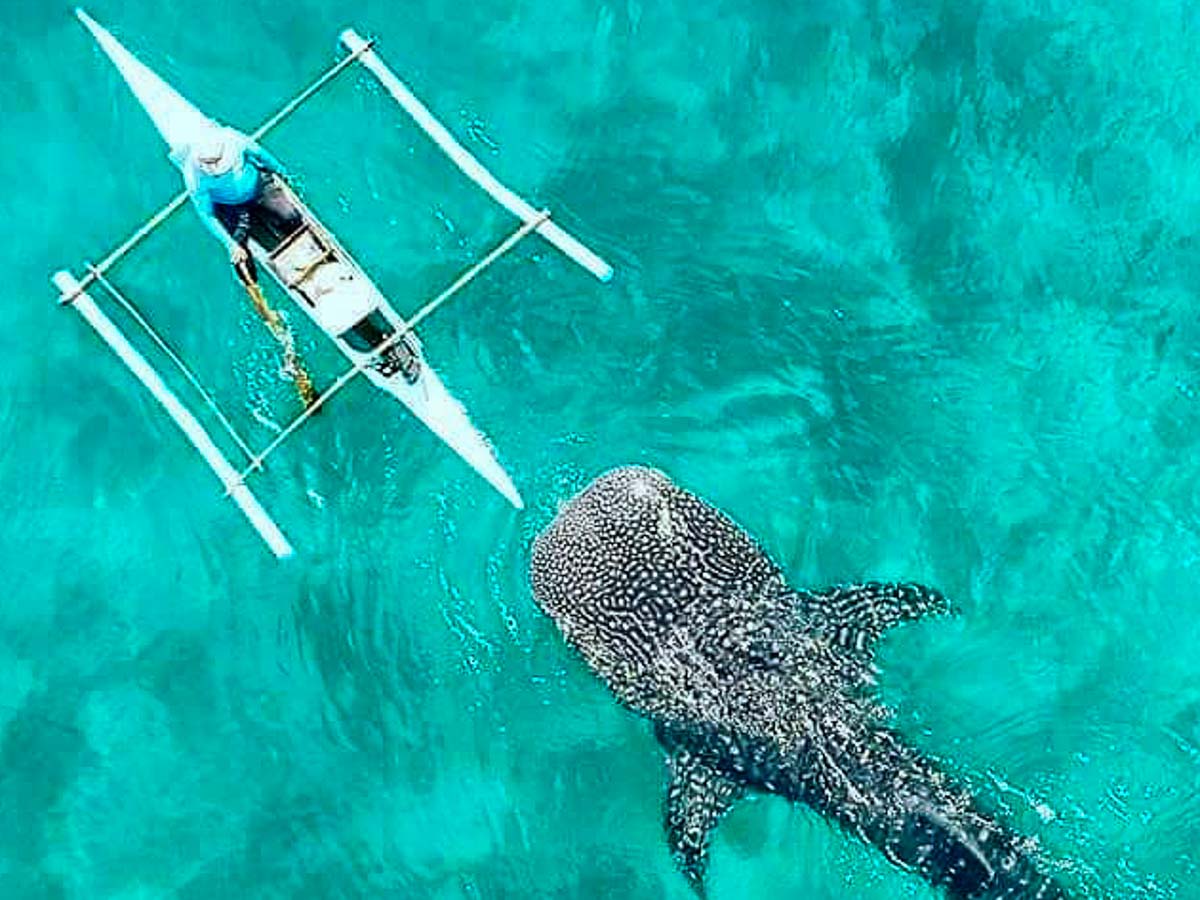 philippines whale shark oslob