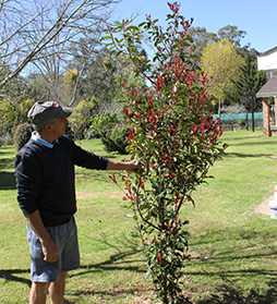 photinia thin red