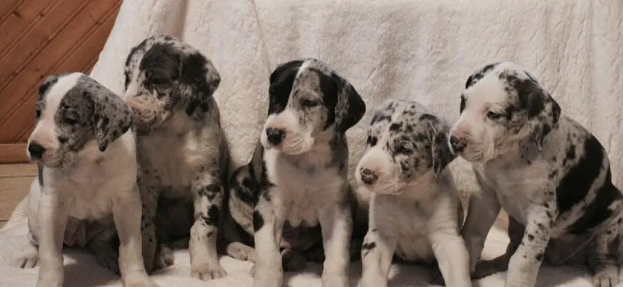 photos of great dane puppies