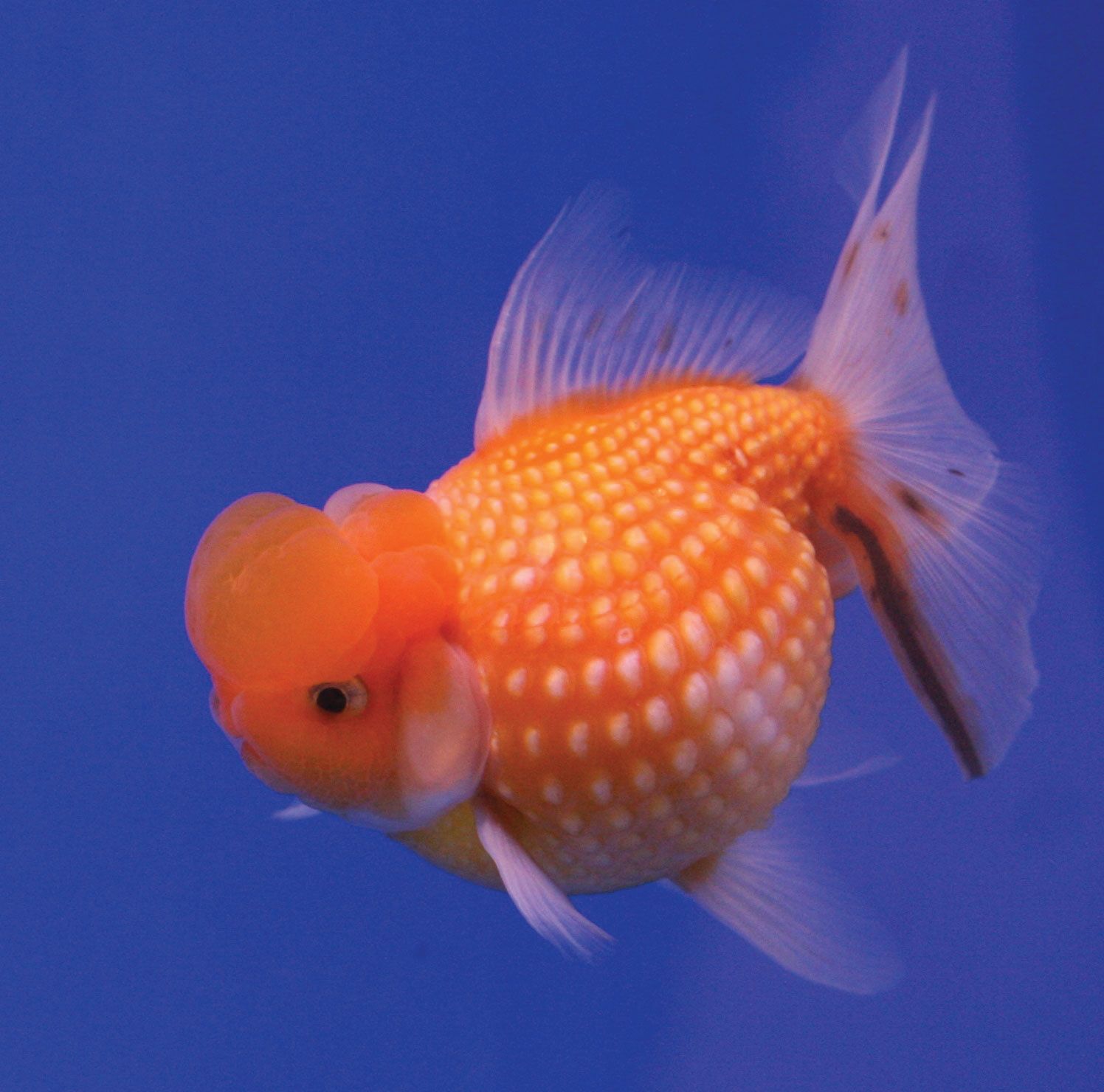 pic of gold fish