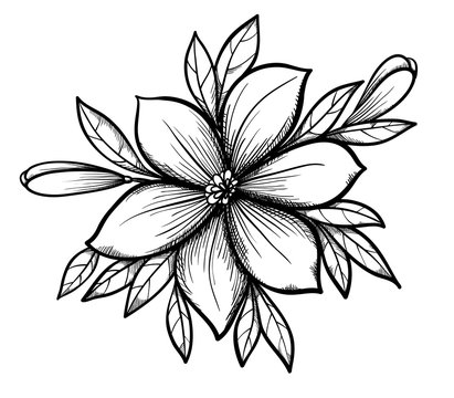 picture of flowers to draw