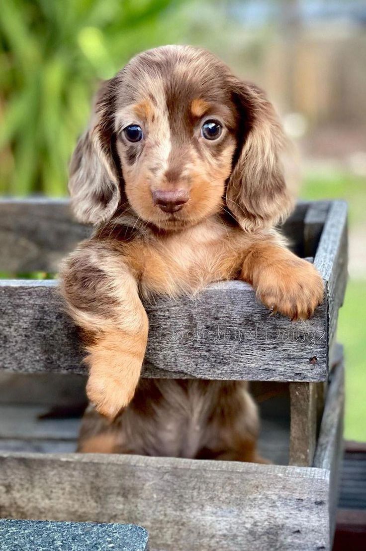 pictures of a dachshund puppy