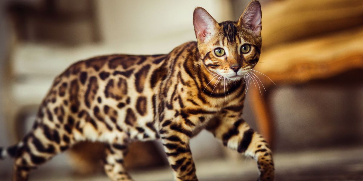 pictures of bengal kittens