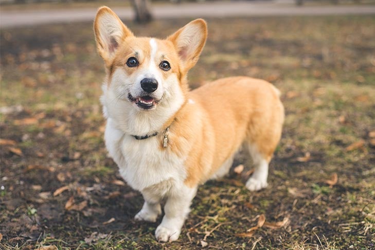 pictures of pembroke corgis