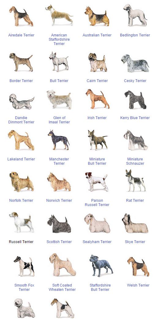 pictures of terrier breeds