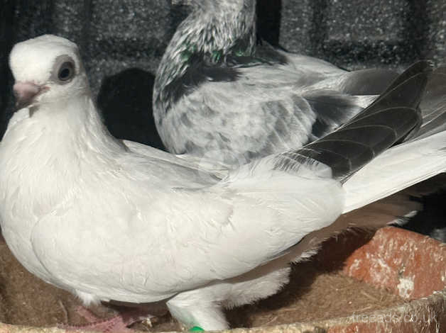 pigeons for sale sheffield