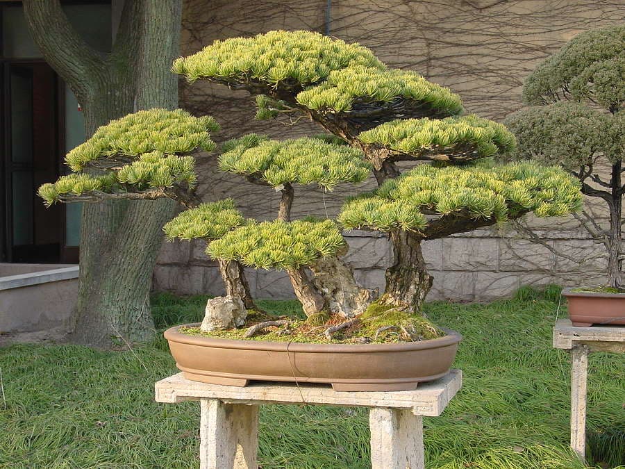 pine bonsai indoor