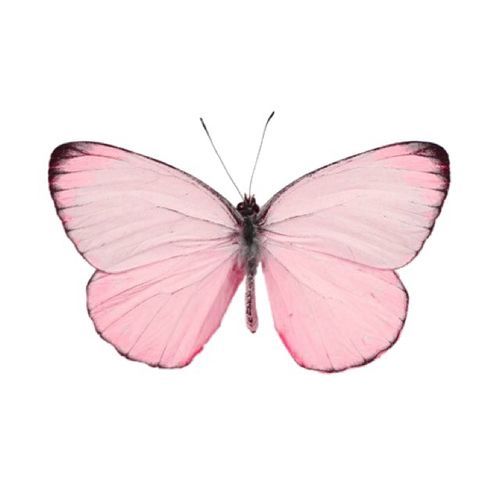 pink butterfly pictures
