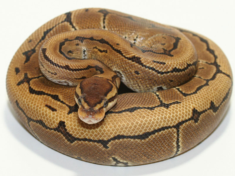 pinstripe ball python