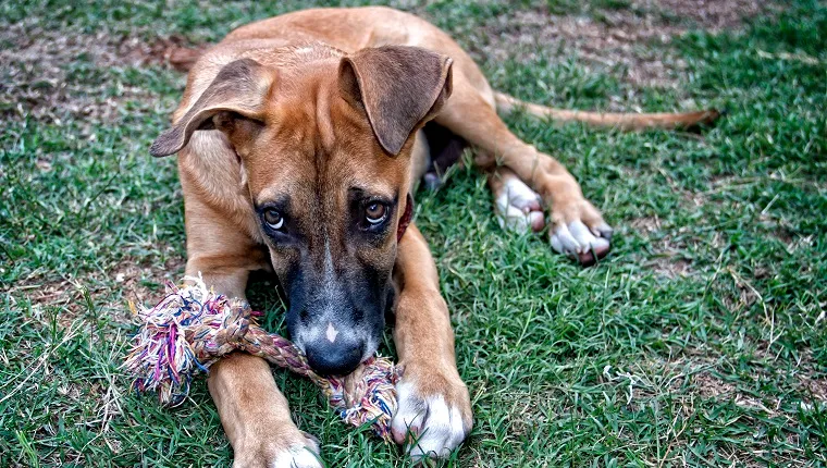 pitbull german shepherd mix dog