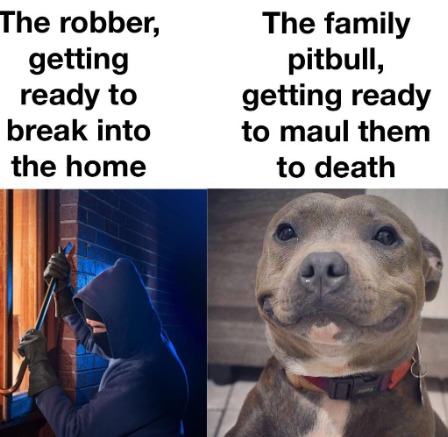 pitbull meme