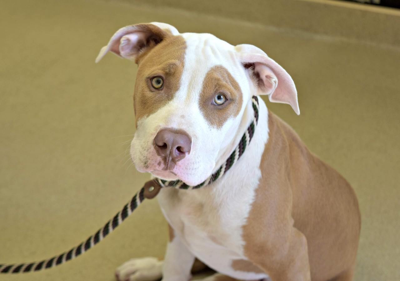 pitbull rescue pittsburgh