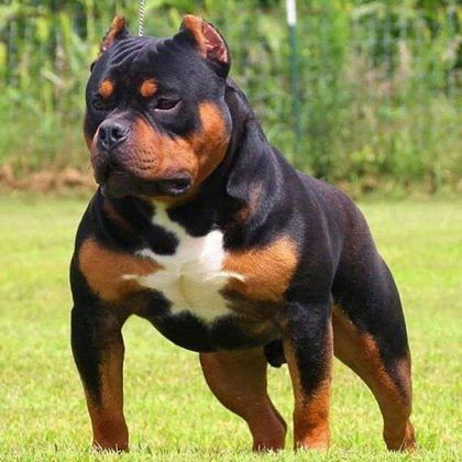 pitbull rottweiler mix breed