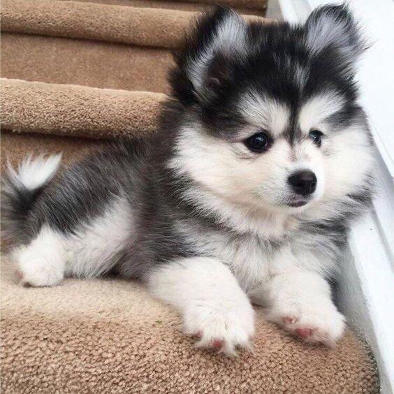 pom husky mix