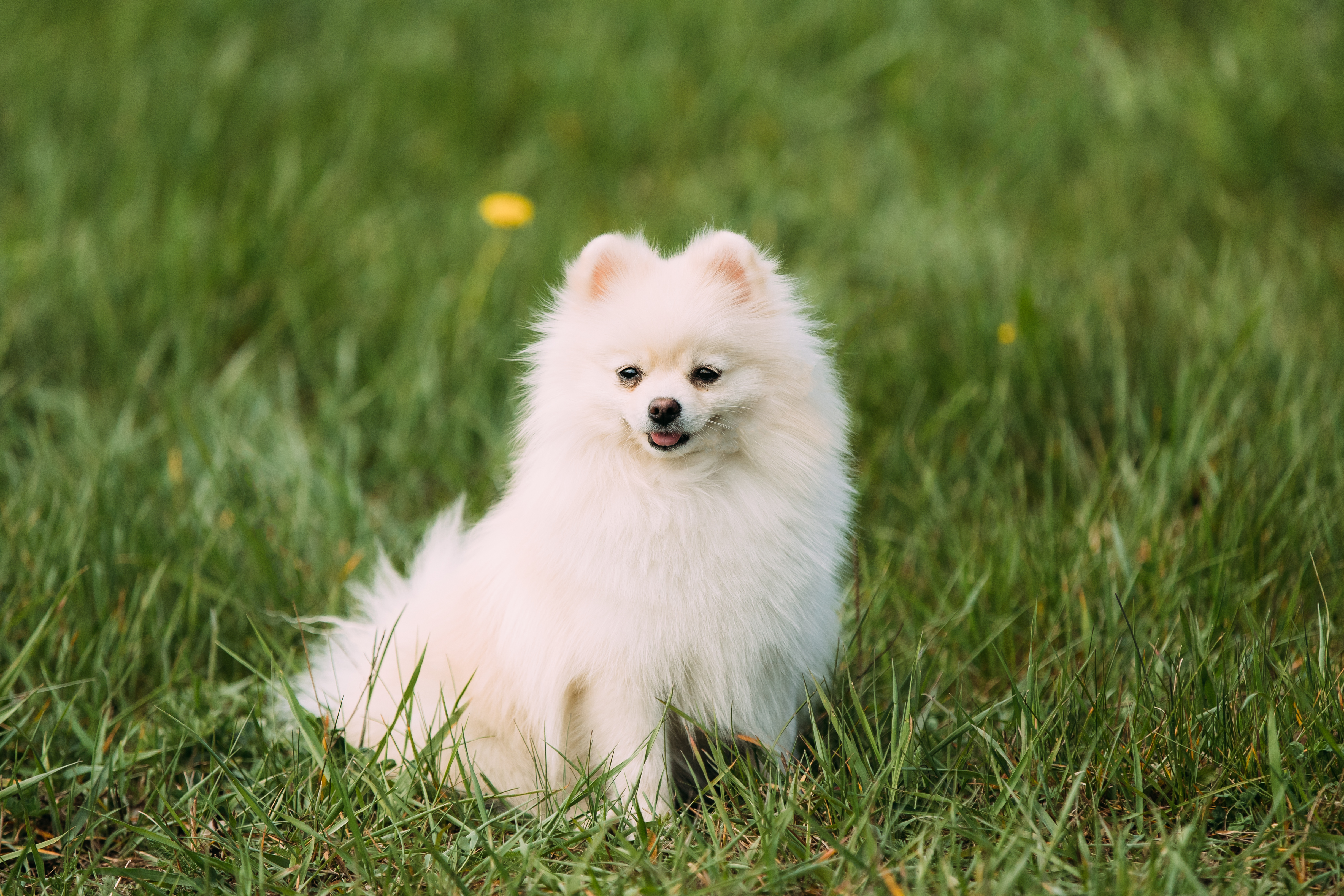 pomeranian age span