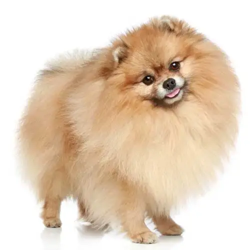 pomeranian puppies for sale in louisiana