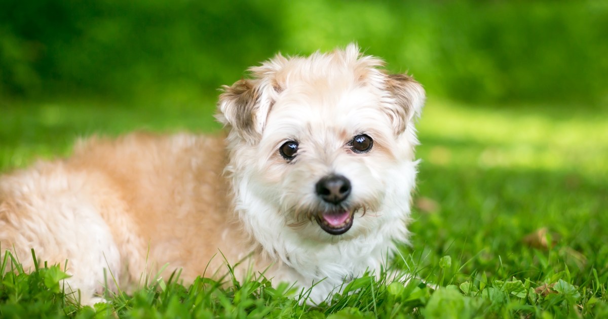 poodle pomeranian mix