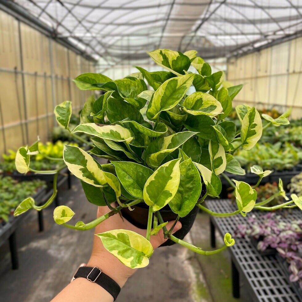 pothos lemon meringue