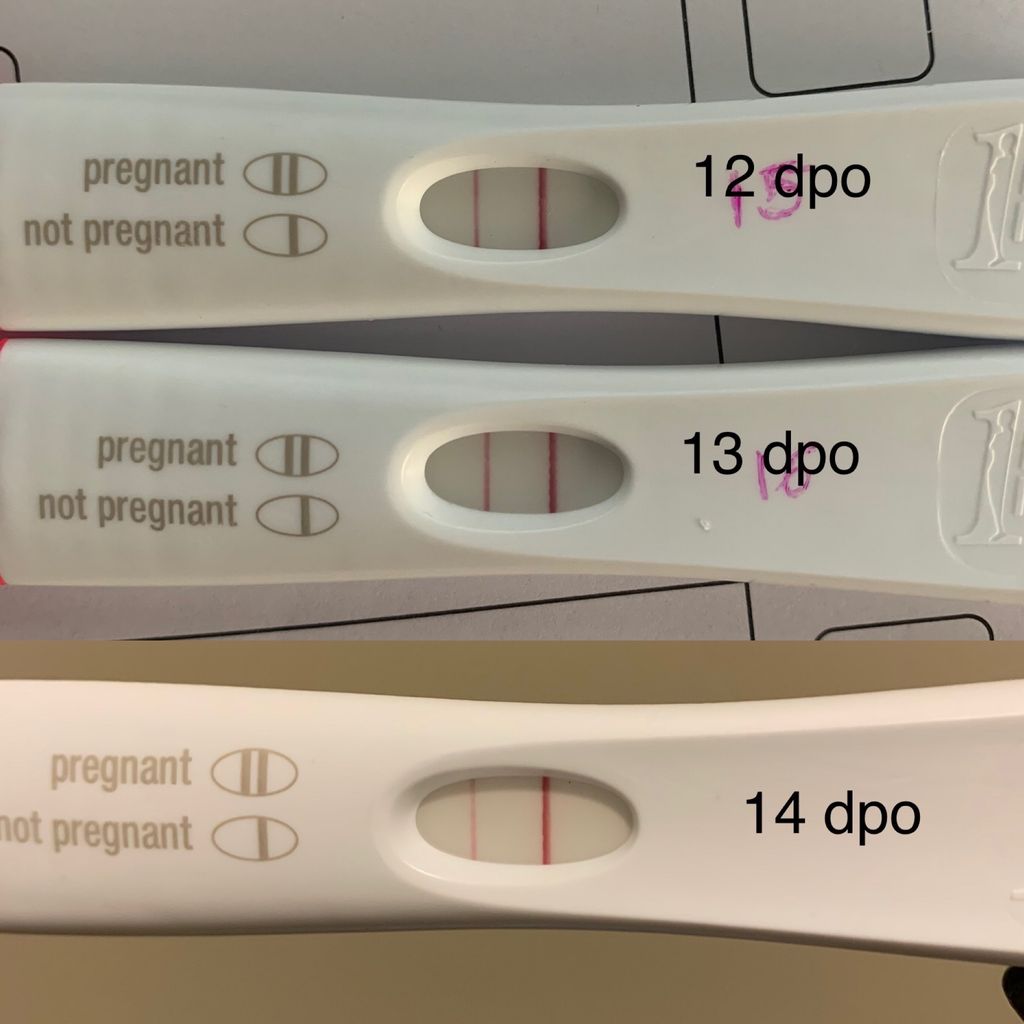 pregnancy test 14dpo