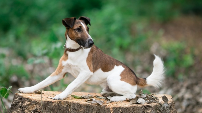 prix fox terrier poil lisse