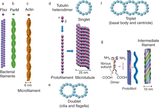 protein ftsz