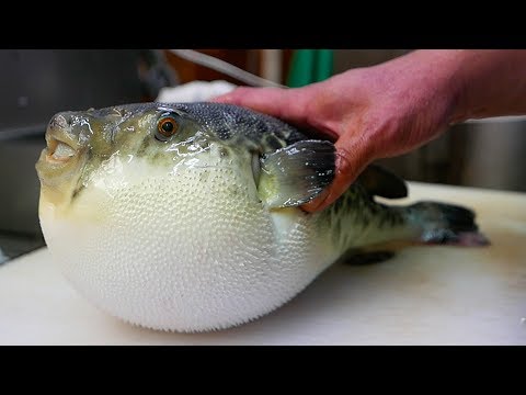 puffer fish youtube