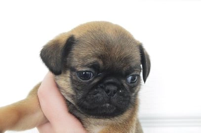 pug puppies for sale scotland