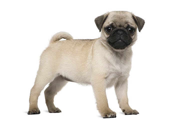 pugs for sale