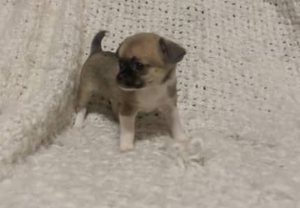 puppies for sale gumtree sydney