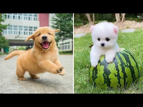 puppy dog videos funny