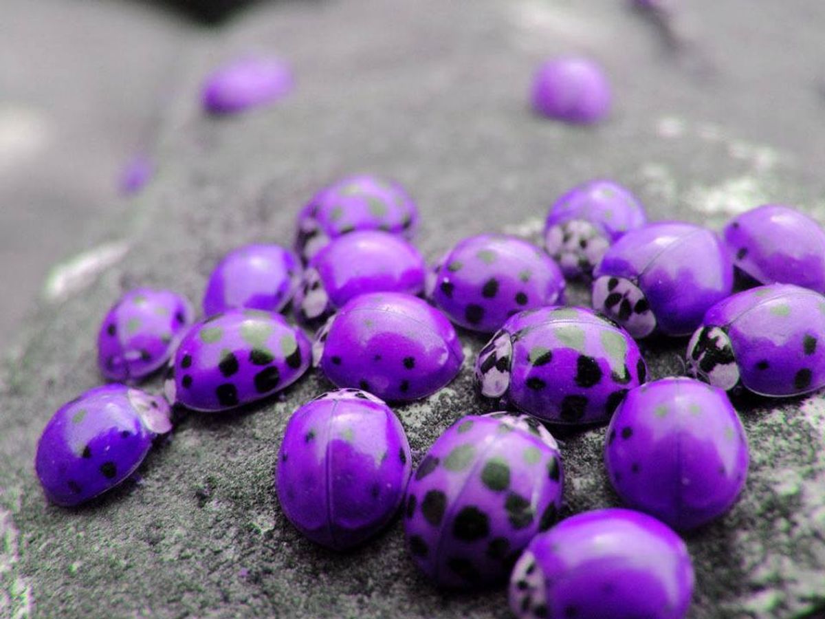 purple lady bugs