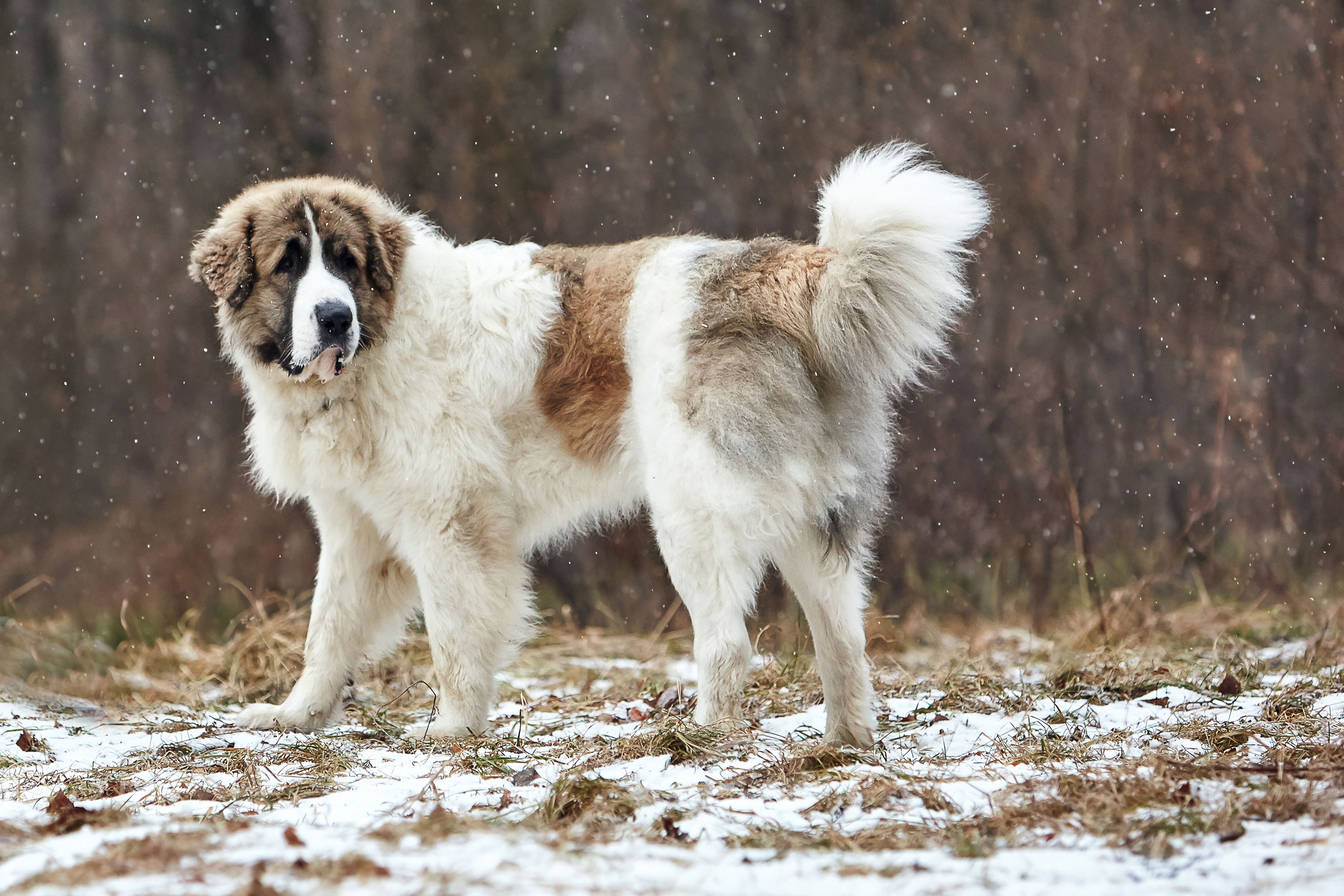 pyrenean mastiff price