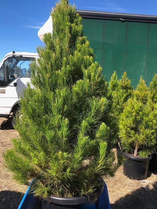 radiata pine christmas tree